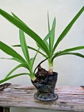plant 5 yucca for sale plant 5 yucca for sale Miami