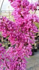 Cercis chinensis avondale gebraucht kaufen  Dillingen a.d.Donau