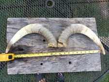 Real steer cow for sale  Flemingsburg