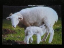 Postcard animals ewe for sale  TADLEY