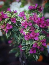 bougainvillea 6  Variegated / bugenwilla bugenvilla  Pixie Queen na sprzedaż  PL