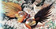 Cock pheasants displaying for sale  NELSON