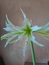 Hippeastrum tarantula white usato  Bagnoregio
