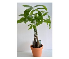 Money tree plant for sale  Menifee