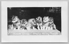 husky puppys 4 for sale  Newton