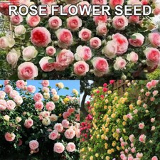 200pcs climbing rosebud for sale  DUNSTABLE