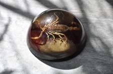 Real scorpion encased for sale  BASINGSTOKE