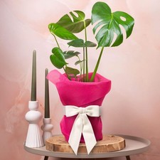 Monstera swiss cheese for sale  UK