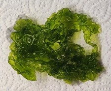 Ulva sea lettuce for sale  REDRUTH