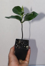 Tall black sapote for sale  Venice