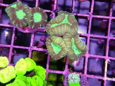 Head trumpet coral for sale  CLACTON-ON-SEA
