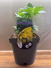 Hellebore double yellow for sale  NOTTINGHAM
