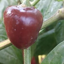 Rocoto Chocolate X PS , 10 semillas , Capsicum pubescens (473) comprar usado  Enviando para Brazil
