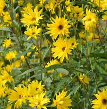 Stauden sonnenblume miss gebraucht kaufen  Bad Zwischenahn