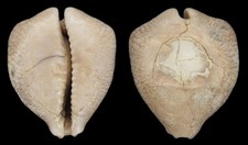 Coquillage fossile collection d'occasion  Lyon VI