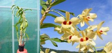 Dendrobium gatton sunray d'occasion  Fumel