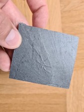 Unpräparierter furcaster schl gebraucht kaufen  Mainz