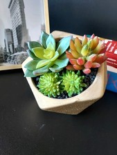 modern succulent arrangement for sale  San Tan Valley