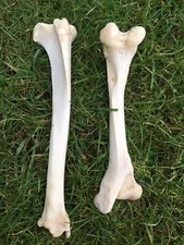 Red deer leg for sale  ISLE OF SKYE