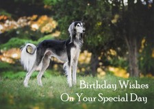 Saluki beautiful dog for sale  COLEFORD