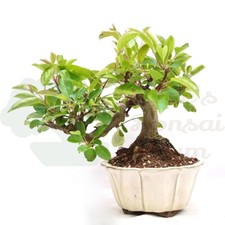 Bonsai zierapfel malus gebraucht kaufen  Halle