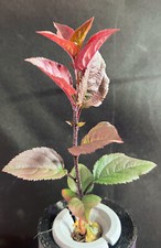 Live apple tree for sale  Ogden
