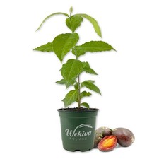 Peanut butter tree for sale  USA