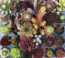 Sempervivums houseleeks sedum for sale  DONCASTER