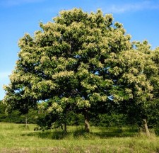 Chinese chestnut trees for sale  Mc Kean