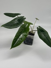 elephant ears tree for sale  Levittown