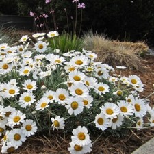 Daisy plug plants for sale  LONDON