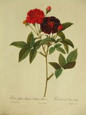 Rose gallica lithograph for sale  UK