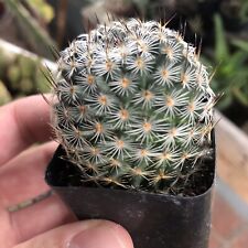 3cm cactus live for sale  Oakland