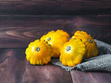 yellow plants squash for sale yellow plants squash for sale Berwyn