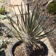 pachypodium geayi d'occasion pachypodium geayi d'occasion Expédié en Belgium