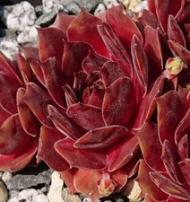 Sempervivum crimsonette rarit� gebraucht kaufen  Gera-Umland