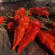 Pimenta Fantasma Bhut Jolokia 30 Sementes Pimenta Super Quente | Calor Extremo 1.000.000 SHU comprar usado Pimenta Fantasma Bhut Jolokia 30 Sementes Pimenta Super Quente | Calor Extremo 1.000.000 SHU comprar usado  Enviando para Brazil