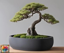 Vaso redondo de bonsai, plantador de bonsai, plantador, plantas, plantadores internos (DEL-0137), usado comprar usado  Enviando para Brazil