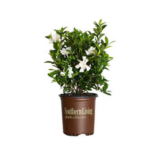 2.5 qt. jubilation for sale  Houston