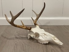 Real whitetail deer for sale  Stamford