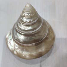 Conchiglia madreperla diametro usato  Mazara del Vallo