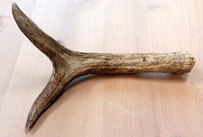 Real moose antler for sale  USA