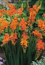 Crocosmia bulbs. montbretia for sale  ORKNEY