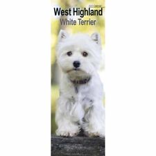 West highland white for sale  EXETER