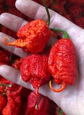 Carolina reaper rot gebraucht kaufen  Kallmünz