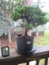 Specimen bonsai tree for sale  Gainesville