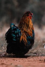 Digital image picture for sale  Chickasha