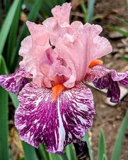 Anaconda love iris for sale  Ahsahka