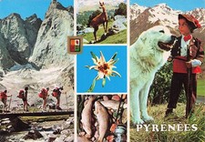 Heavy pyrenees puppy d'occasion  Expédié en Belgium