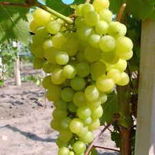 Weinrebe millennium pilzfeste gebraucht kaufen  Detmold